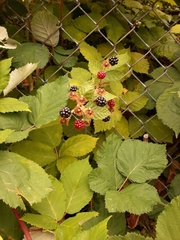 Rubus armeniacus