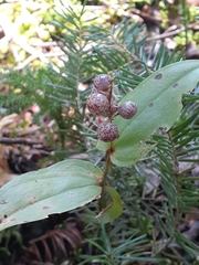 Maianthemum canadense