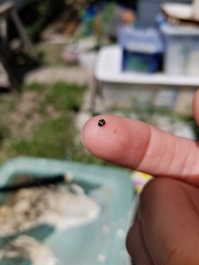 Hyperaspis trifurcata