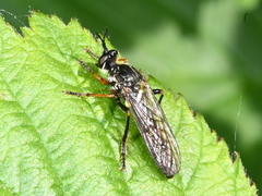 Dioctria rufipes