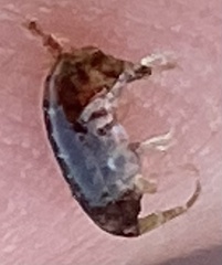 Ischyroceridae