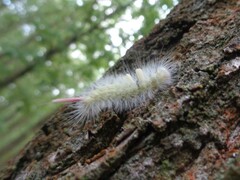 Calliteara pudibunda