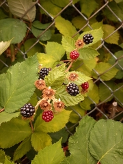 Rubus armeniacus