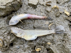 Acanthogobius flavimanus