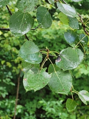 Populus