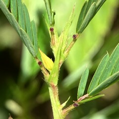 Chamaecrista nictitans