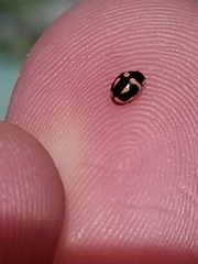 Hyperaspis trifurcata