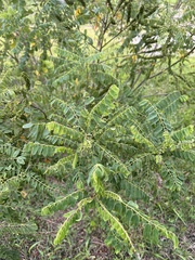 Robinia pseudoacacia