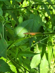 Conocephalus brevipennis