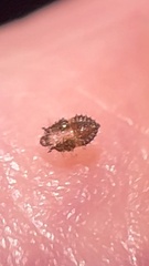 Tingidae
