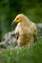 Neophron percnopterus