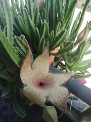 Stapelia gigantea gigantea