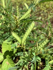 Chamaecrista nictitans