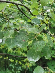 Populus
