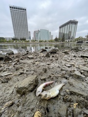 Acanthogobius flavimanus