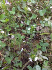 Euphrasia stricta