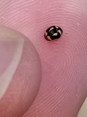 Hyperaspis trifurcata