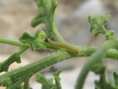 Insecta
