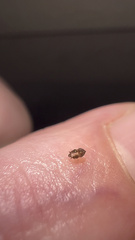 Tingidae