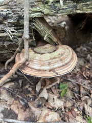 Ganoderma megaloma