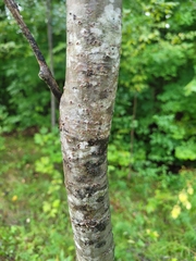 Populus