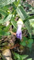 Gentianopsis virgata