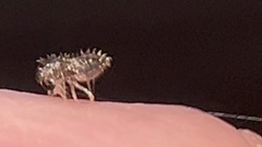 Tingidae
