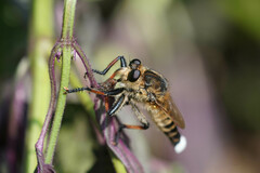 Promachus yesonicus
