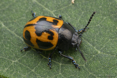 Labidomera clivicollis