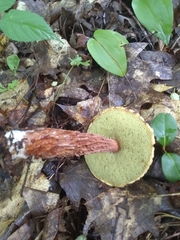 Aureoboletus russellii