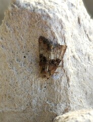 Mesoligia furuncula