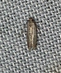 Battaristis nigratomella