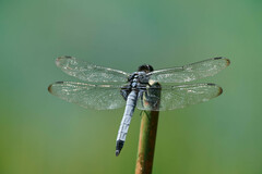 Orthetrum melania melania