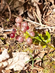 Maianthemum canadense