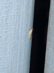 Macrosteles