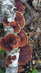 Daedaleopsis tricolor