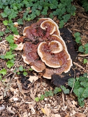 Ganoderma sessile