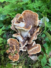 Bondarzewia occidentalis