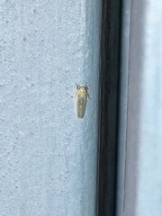 Macrosteles