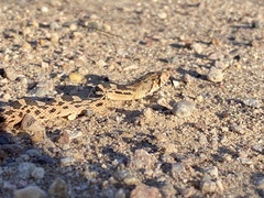 Pituophis catenifer