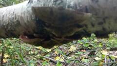 Daedaleopsis tricolor