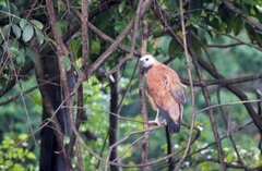 Busarellus nigricollis