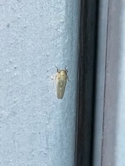 Macrosteles