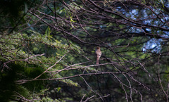 Myiarchus tyrannulus