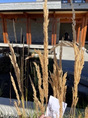 Calamagrostis