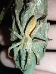 Pisaurina mira