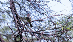 Myiarchus tyrannulus