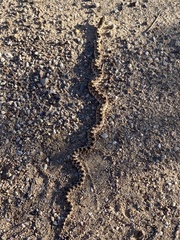 Pituophis catenifer