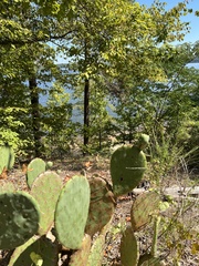 Opuntia mesacantha