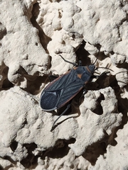 Melacoryphus lateralis